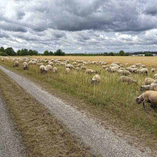 Hannover Grüner Ring