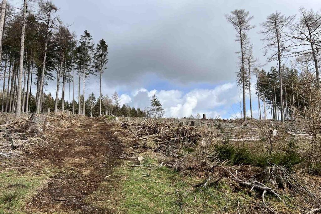 Schnaarweg Seister Abzweig Rodungsgelände
